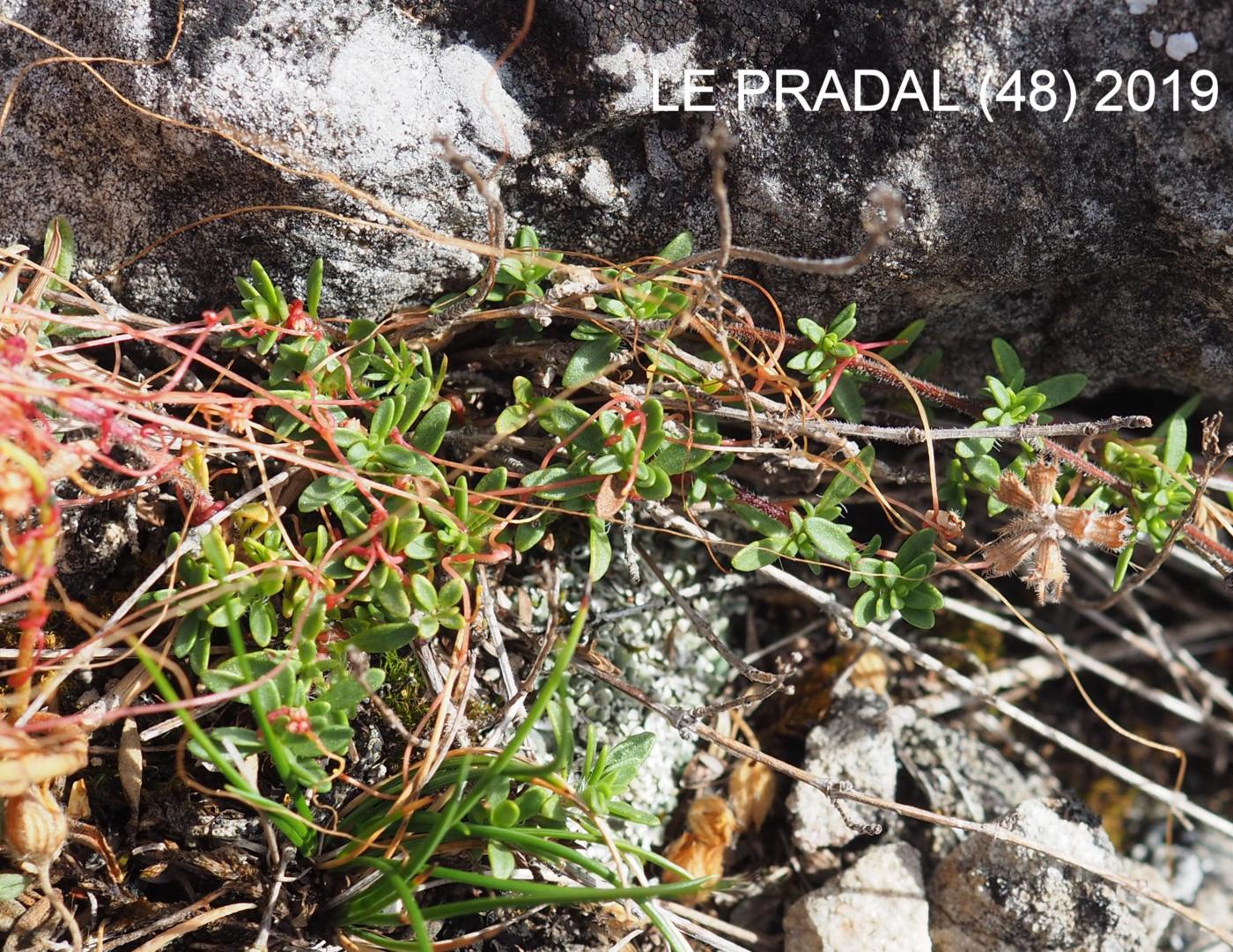 Dodder, Common fruit